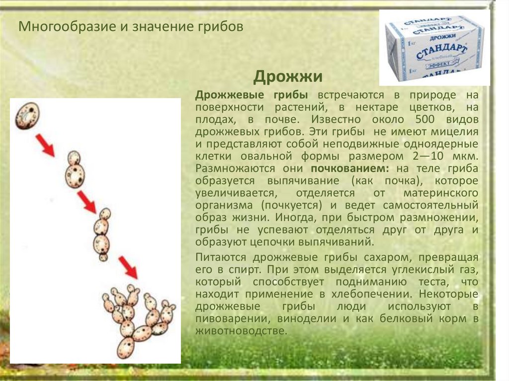 Гдз по биологии за 5 класс   в.в. пасечник