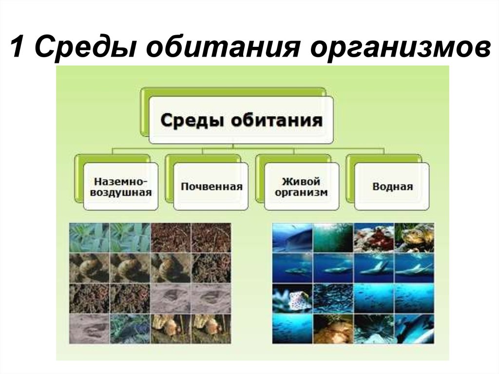 Определения по биологии 5 класс пасечник