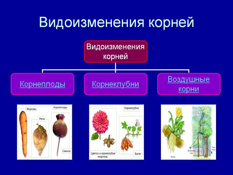 Гдз по биологии 5 класс пасечник, суматохин, учебник просвещение 2023