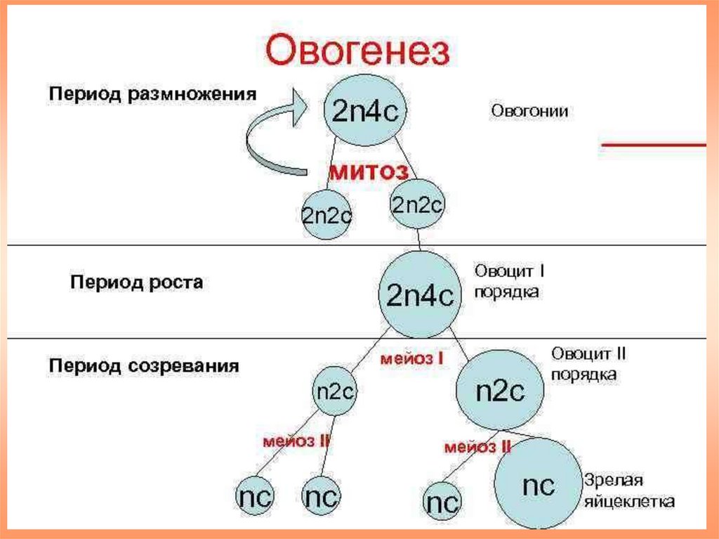 Биология, в.в. пасечник, фгос, дрофа, вертикаль