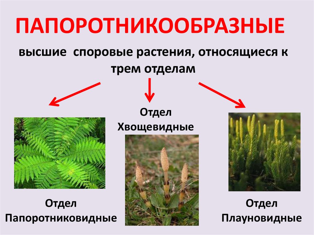 Гдз по биологии 5 класс рабочая тетрадь  пасечник