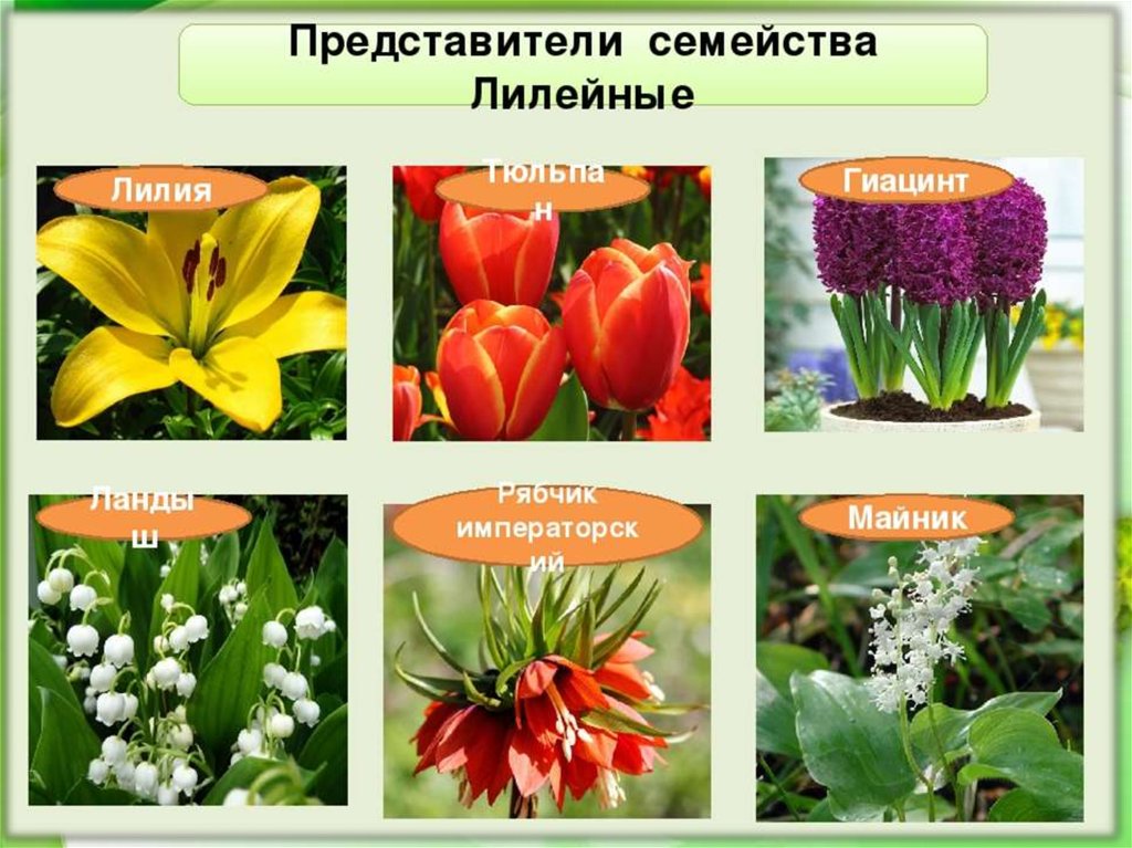 § 52. класс однодольныe. свойство лилейные - илюшар - база знаний