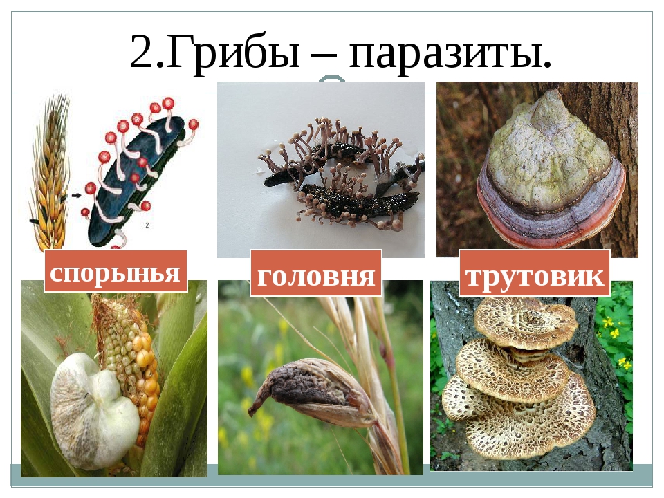 Вопросы к параграфу 16 - гдз по биологии 5 класс учебник пасечник (решебник) - gdzwow