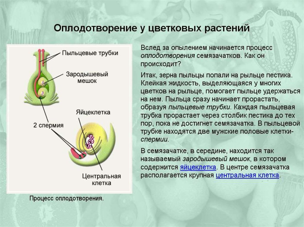 Гдз биология 5 — 6 класс (линия жизни) пасечник. §1. моя лаборатория. номер №1