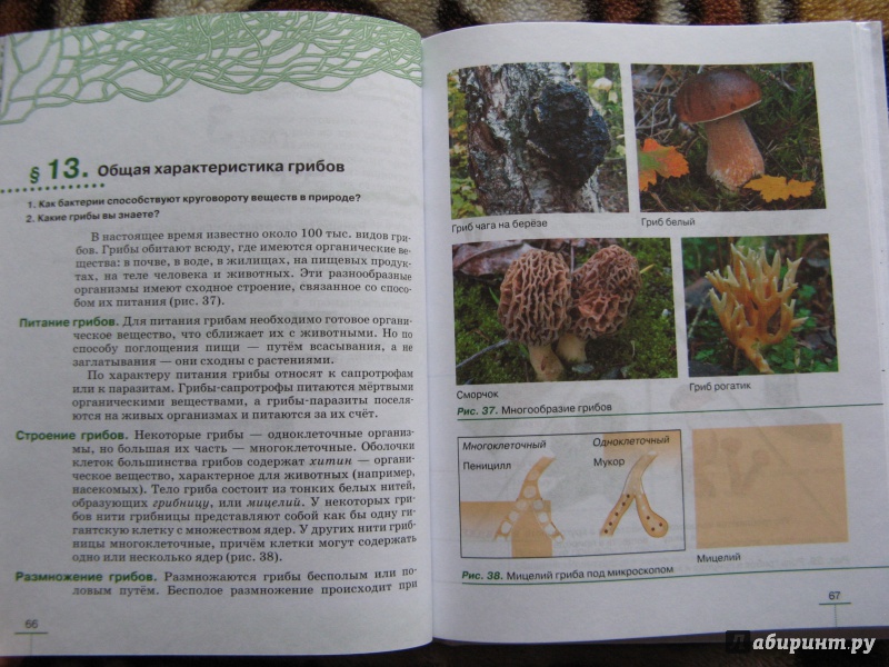 Параграф № 10. ткани - биология 5 пасечник