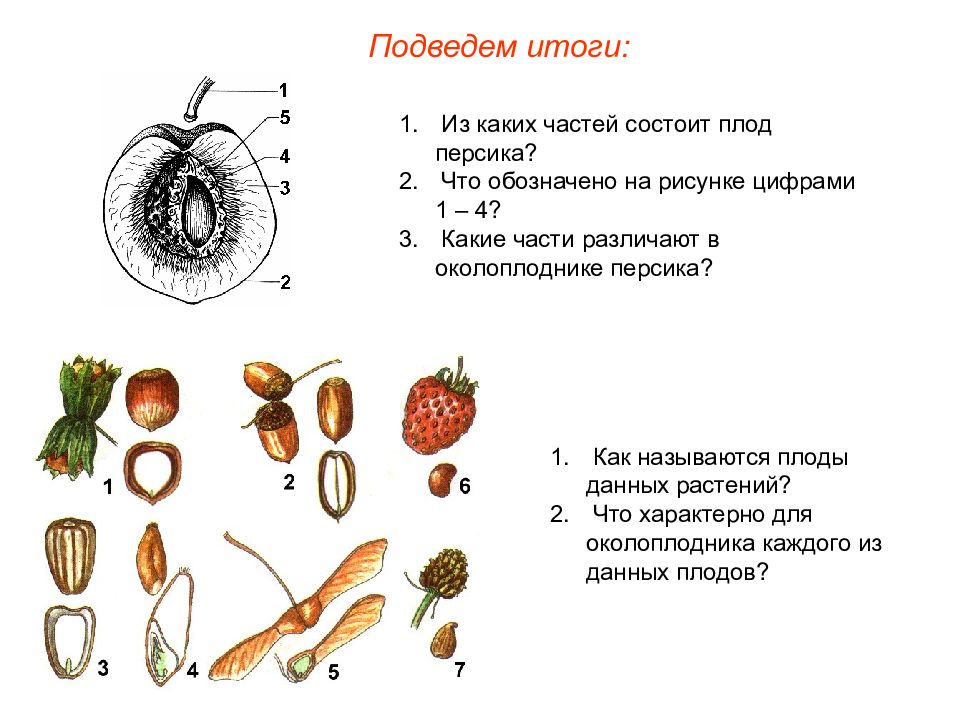 Гдз: биология 5-6 класс пасечник, суматохин, калинова, гапонюк - учебник