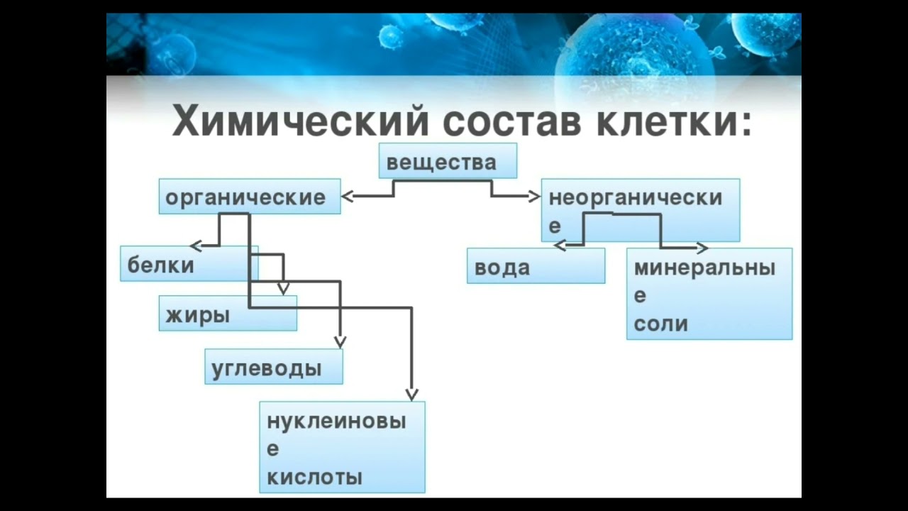 Решения по биологии 5 класс пасечник (страницы с 4 по 19) введение. биология как наука. тестовый контроль