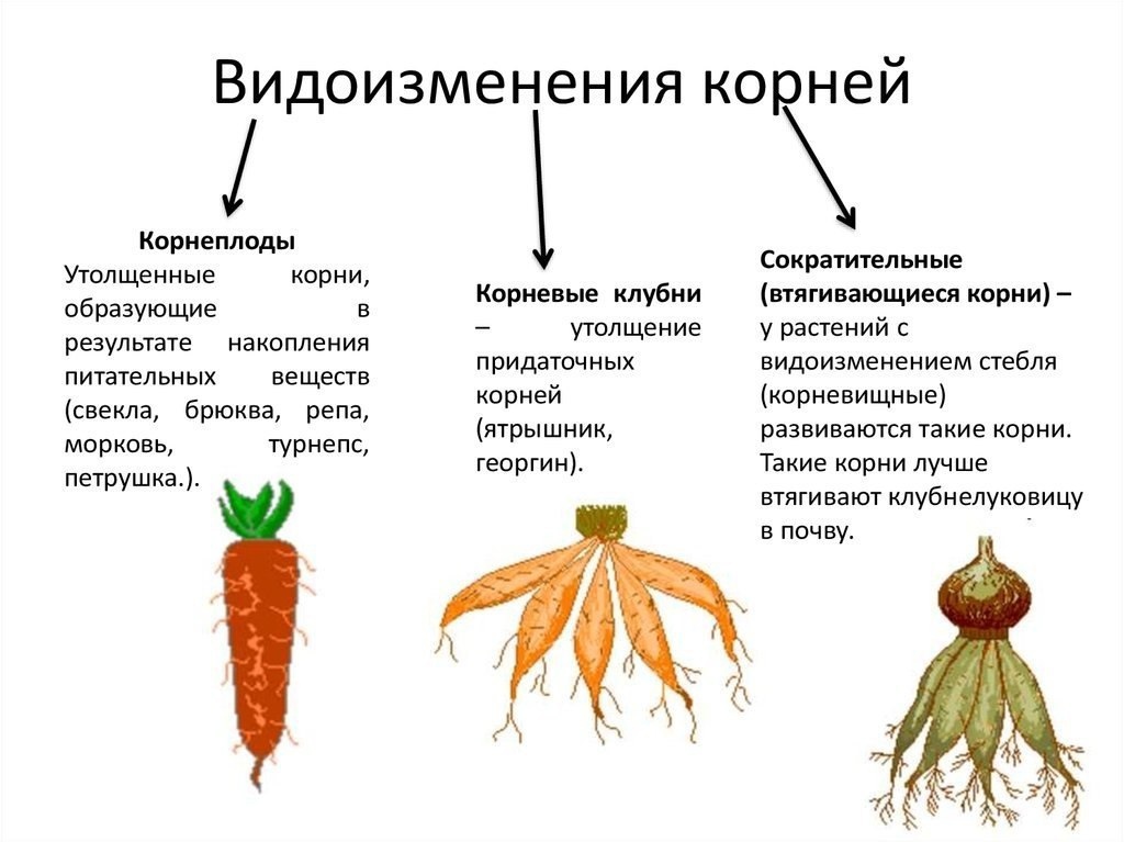 Как усилить доступ воздуха к корням 6 класс биология кратко