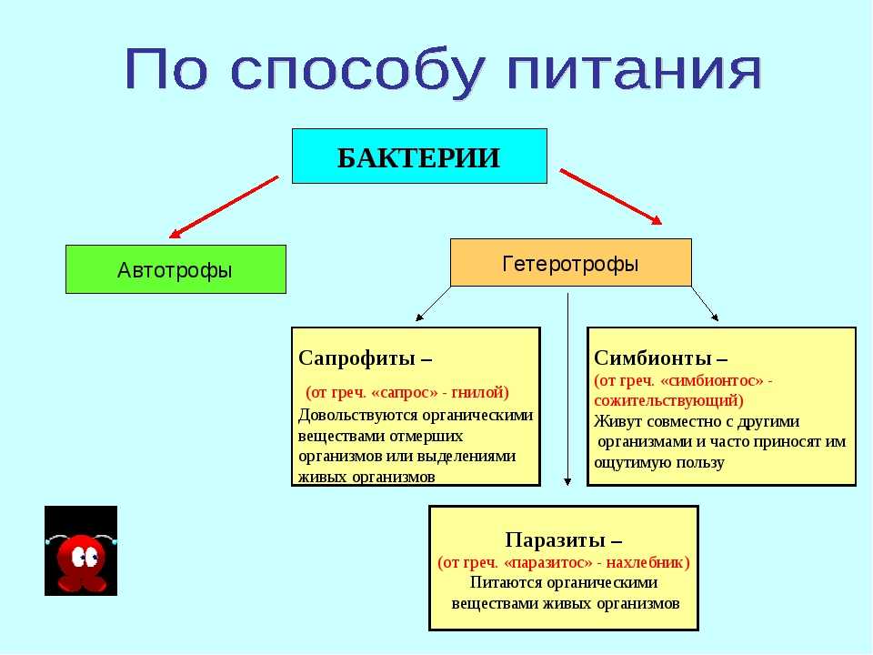 Решения по биологии 6 класс пасечник (страницы с 4 по 33) жизнедеятельность организмов. урок 7. гетеротрофное питание. растительноядные животные (§28). страница 15