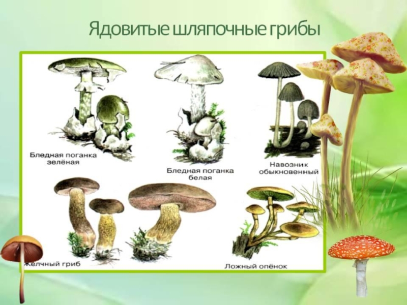 Гдз решебник рабочая тетрадь биология 5 класс линия жизни пасечник
