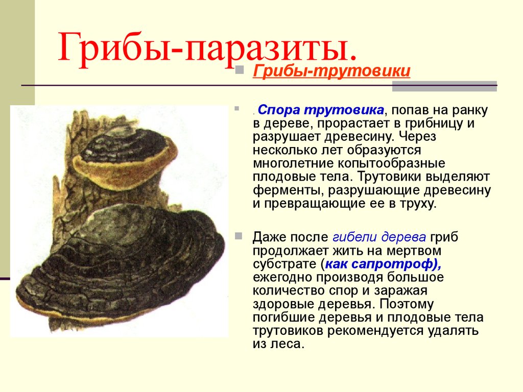 Гдз учебник по биологии 5-6 класс пасечник линия жизни