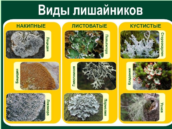Лишайники