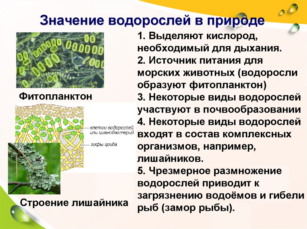 Биология пасечник учебник §25 | частная школа. 6 класс