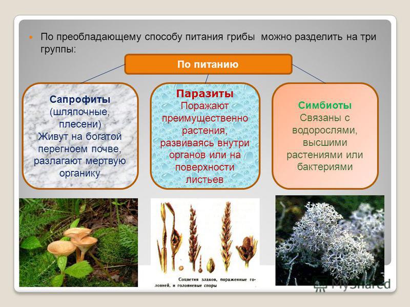 Грибы