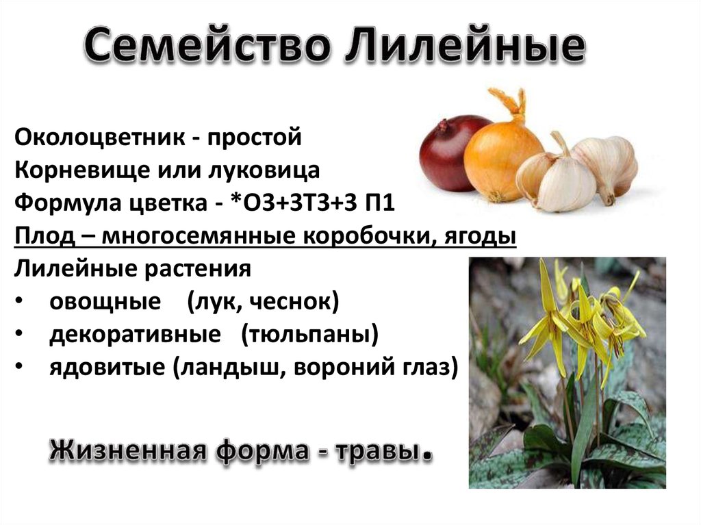 Гдз учебник по биологии 5-6 класс пасечник линия жизни
