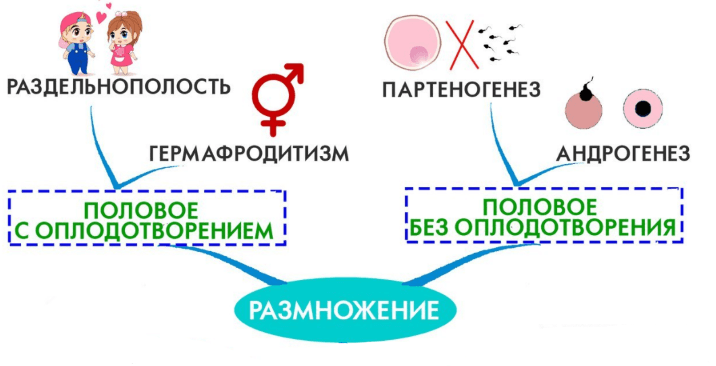 Гдз: биология 5-6 класс пасечник, суматохин, калинова, гапонюк - учебник
