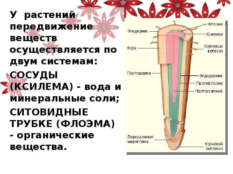 Гдз решебник по биологии 5-6 класс пасечник, суматохин, калинова, гапонюк учебник просвещение