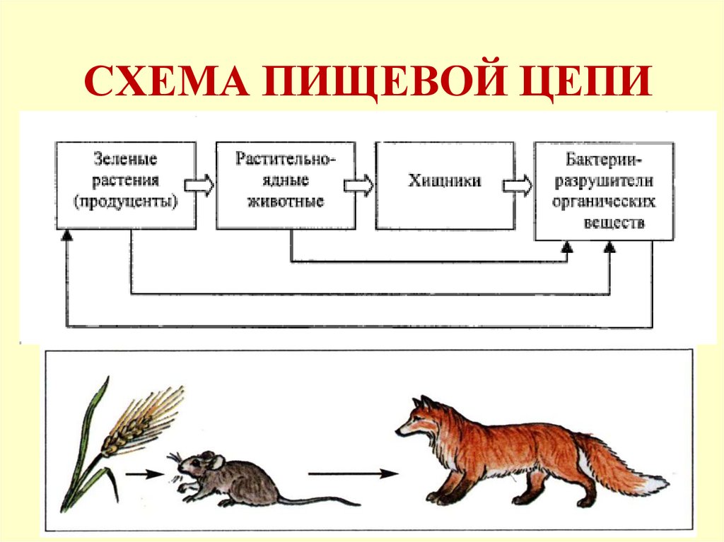 Гдз по окружающему миру 4 класс плешаков новицкая