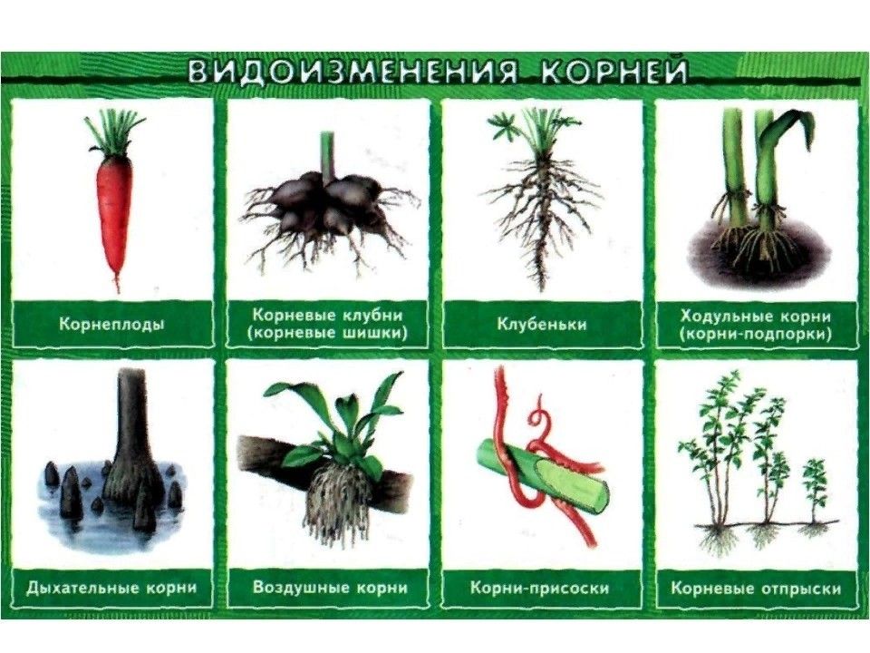 Гдз по биологии 5 класс пасечник, суматохин, учебник просвещение 2023