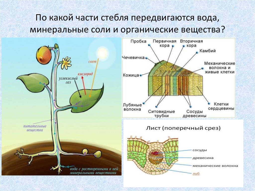 Гдз по биологии 5‐6 класс  пасечник