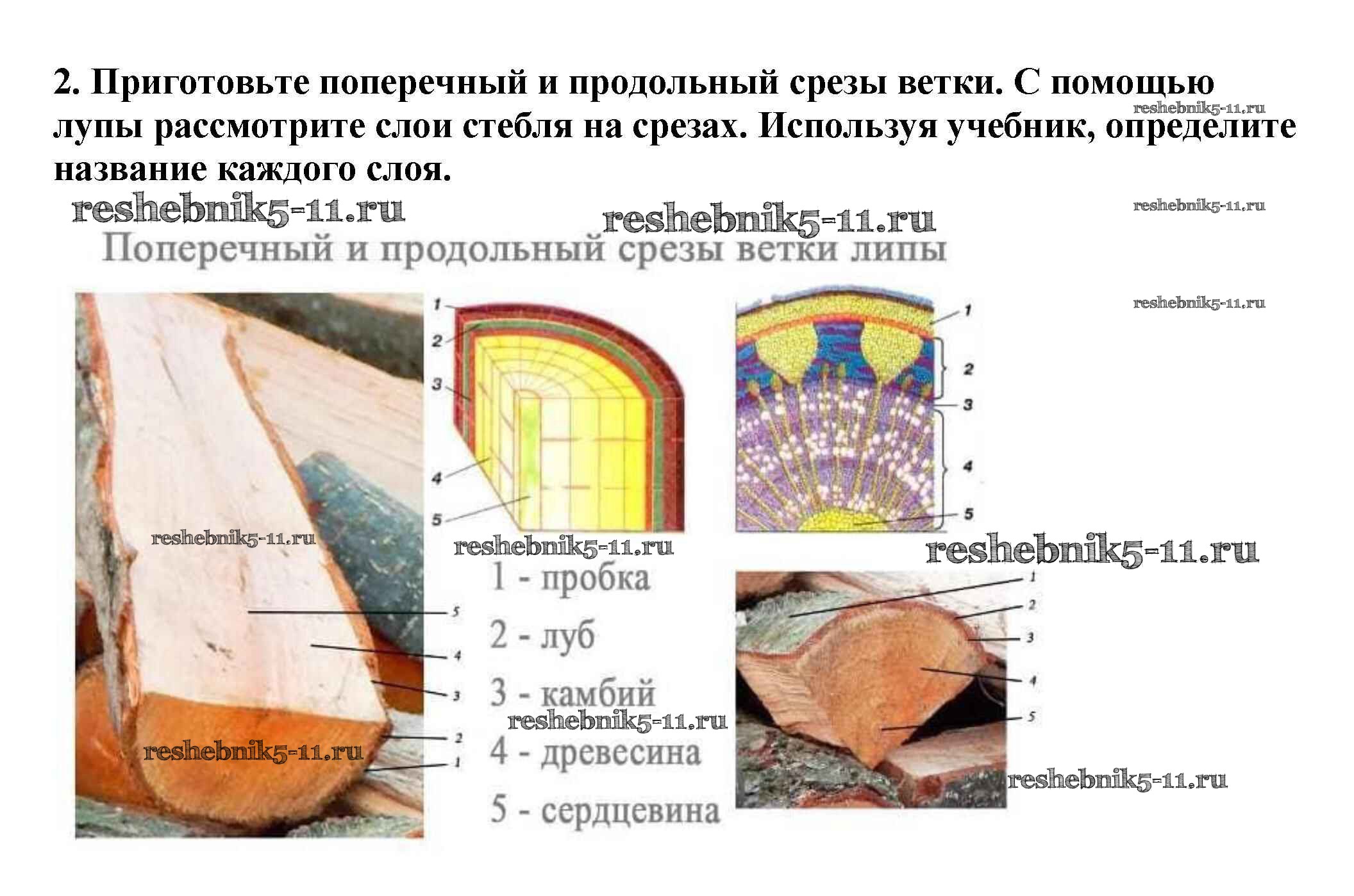 Гдз по биологии за 5‐6 класс  пасечник, суматохин