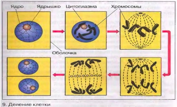 Гдз решебник по биологии 5 класс пасечник рабочая тетрадь просвещение
