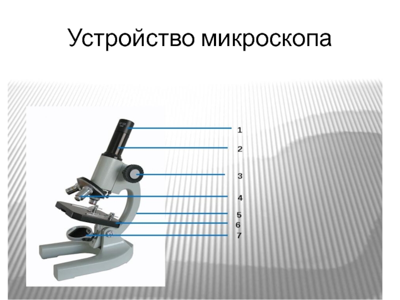 Гдз по биологии 5 класс учебник пасечник – стр 143