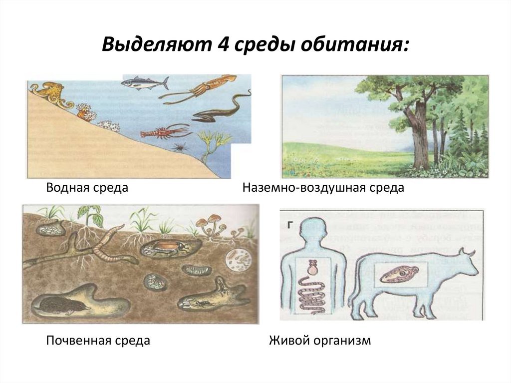 Гдз (решебник) биология 5 класс пасечник