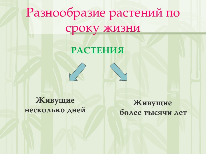 Разнообразие, распространение, значение растений (тест, ответы) — 5 класс