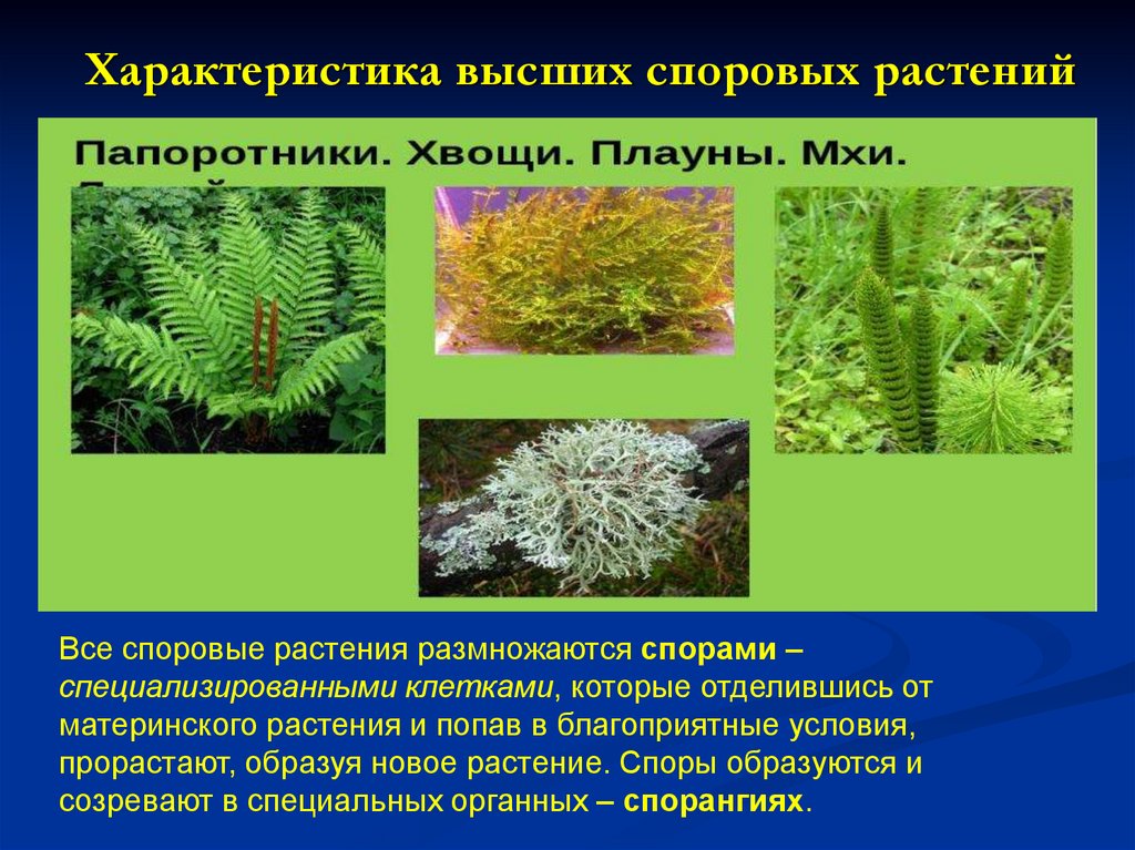 Тест по биологии высшие споровые растения для 5 класса