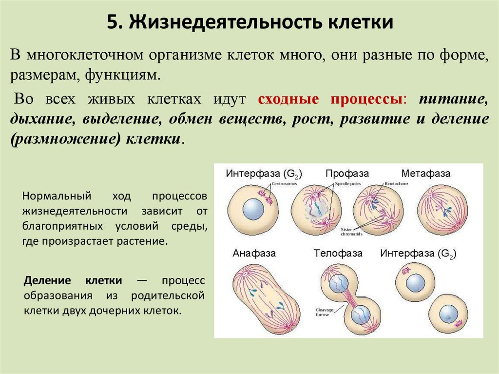 Жизнедеятельность клетки, ее деление и рост, 5 класс