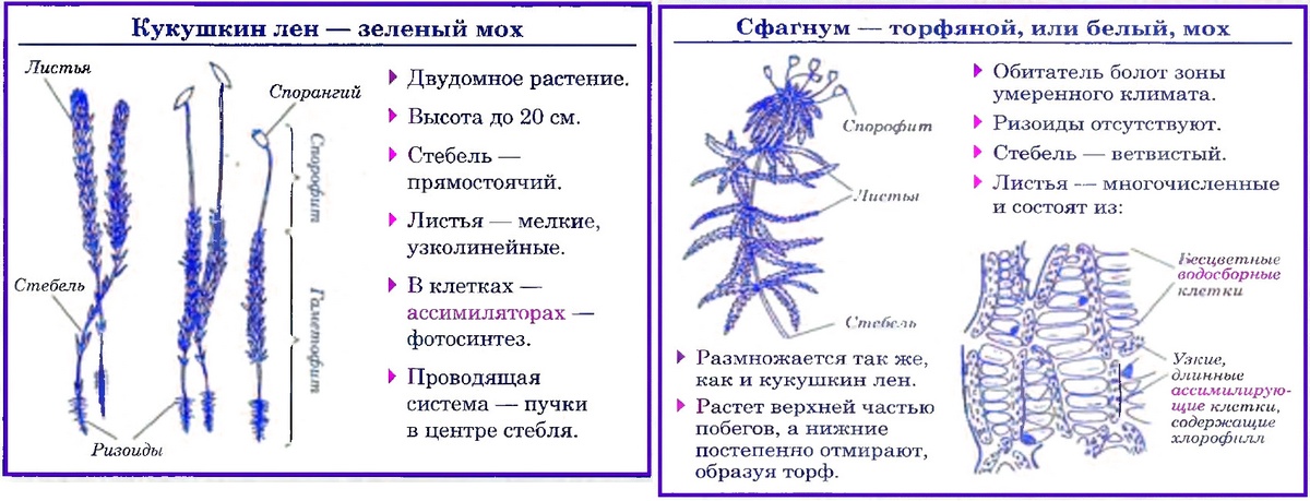 Гдз по биологии 5‐6 класс  пасечник  линия жизни