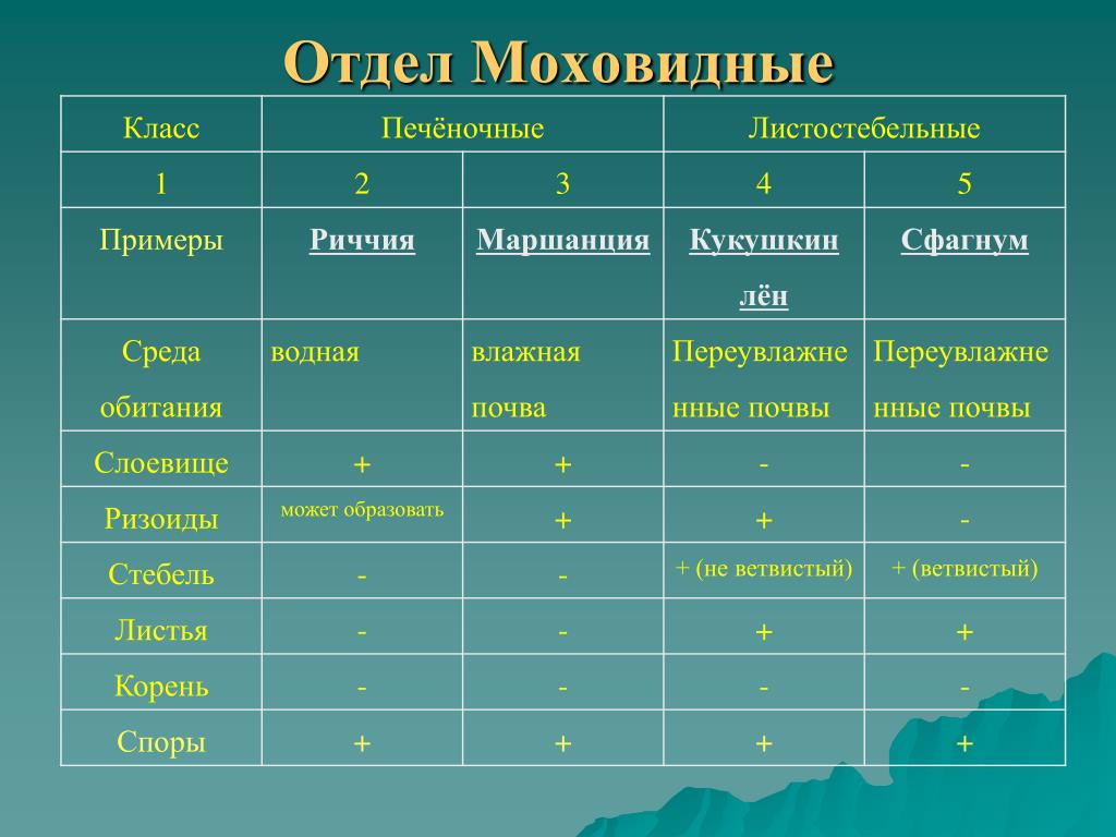 Мхи: особенности, строение, размножение, представители | 5 класс
