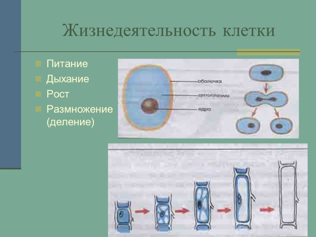 Гдз решебник по биологии 5 класс пасечник рабочая тетрадь дрофа