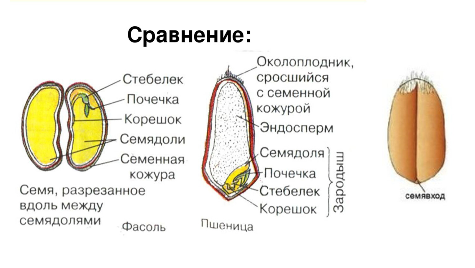 Из чего состоит зародыш семени 6 класс ответы - у дачки