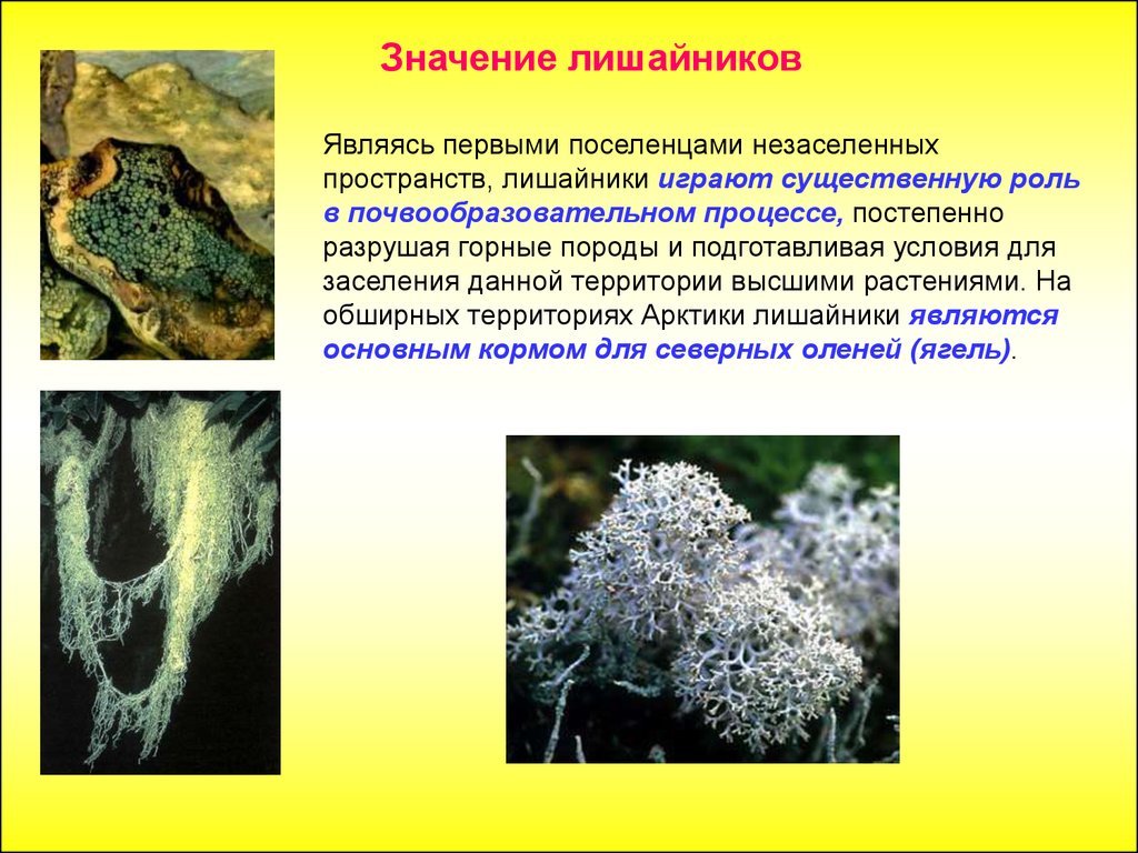Биология пасечник учебник §26 | 7 класс онлайн