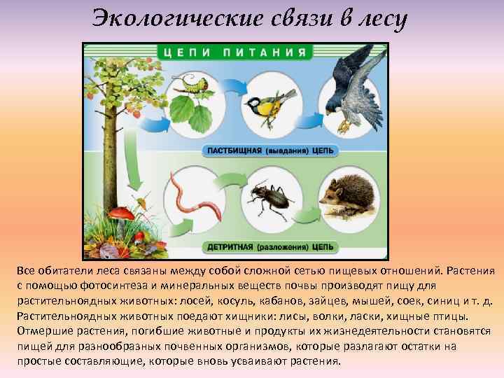 Страницы 40, 41, 42, 43, 44 - ответы окружающий мир 4 класс плешаков рабочая тетрадь 1 часть