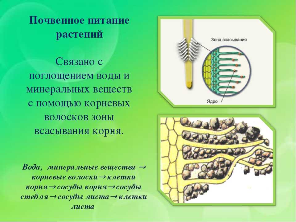 Выделение у растений и животных. биология 5-6 класс. пасечник