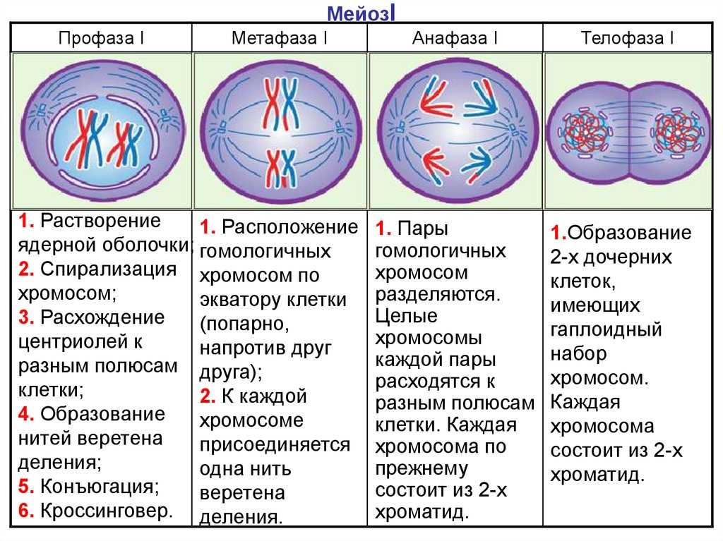 Тесты и тренажеры по предмету "биология 7 класс" | контроль знаний