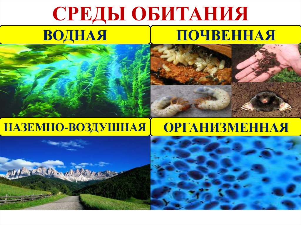 Гдз по биологии 5 класс пасечник в. в.