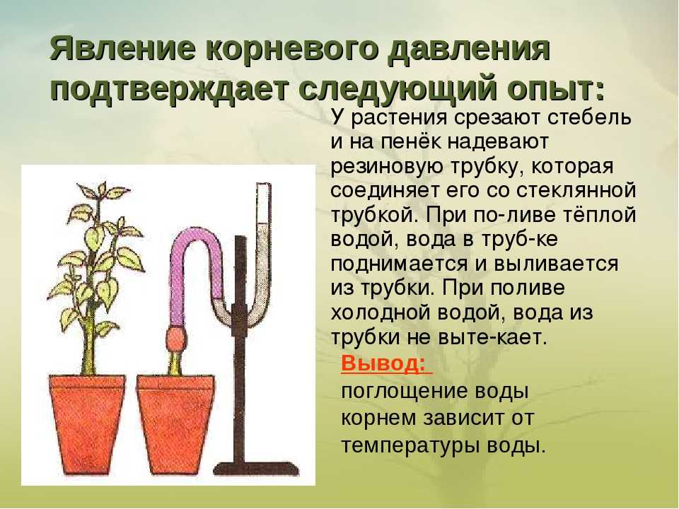 Биология пасечник учебник §26 | 7 класс онлайн