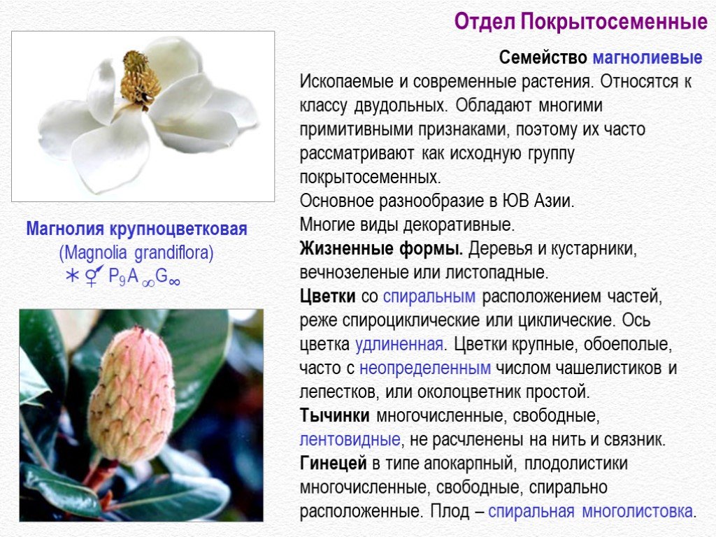 § 23. покрытосеменные, или цветковые