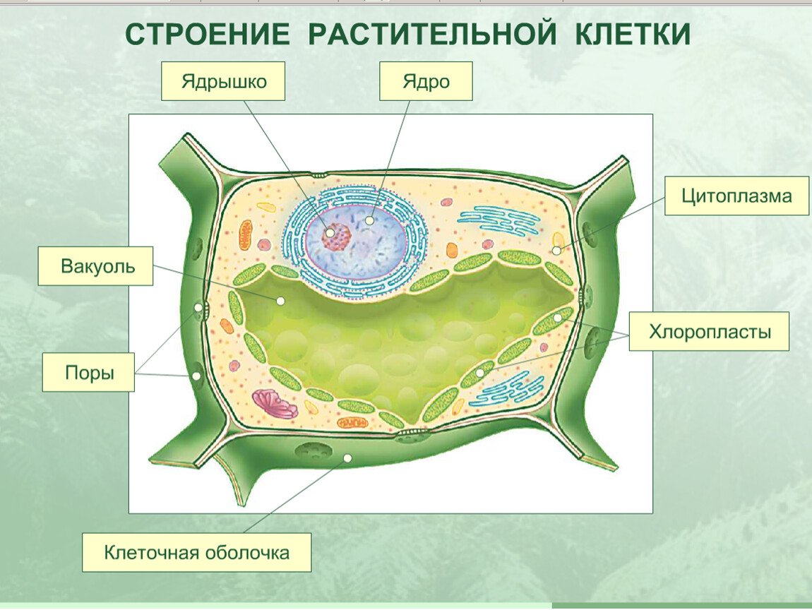 Биология пасечник учебник §26 | 7 класс онлайн