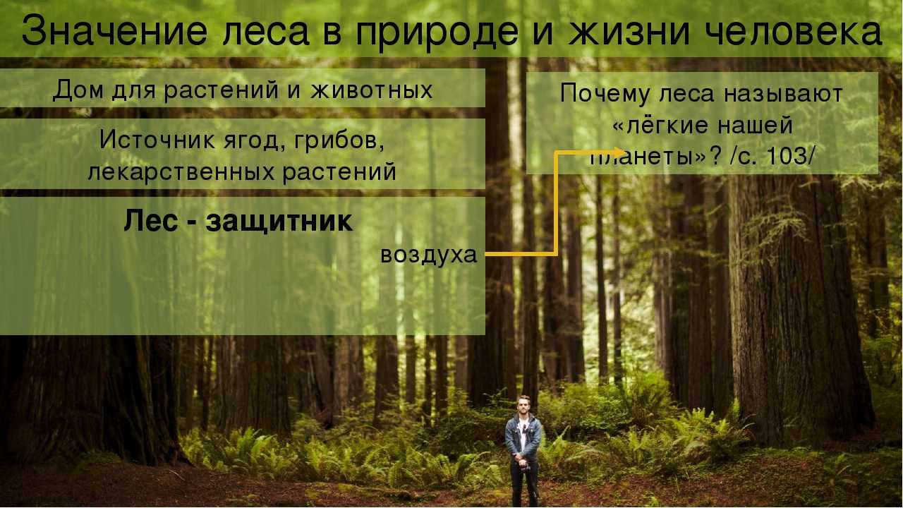 Окружающий мир 4 класс 1 часть. проверим себя и оценим свои достижения стр. 206 – 218
