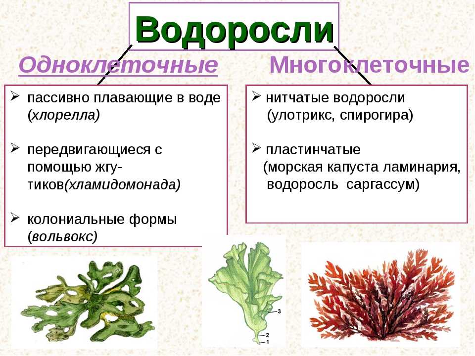 Водоросли. биология 5-6 класс. пасечник