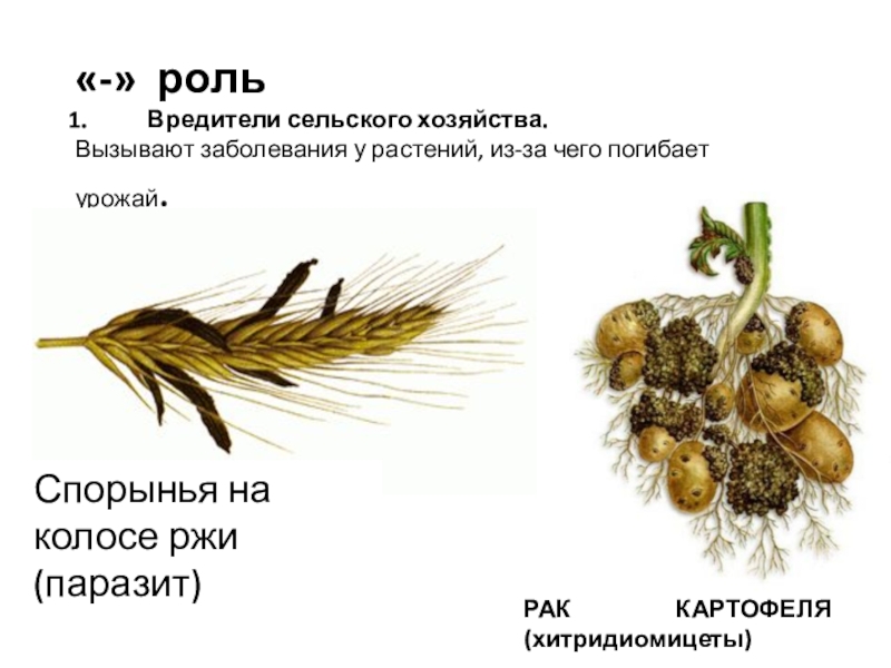 Вопросы к параграфу 13 — гдз по биологии 5 класс учебник пасечник