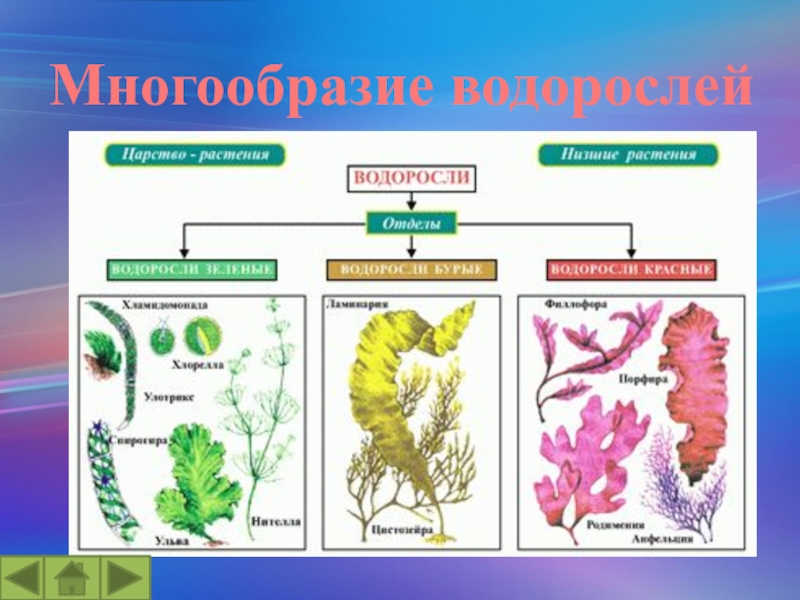 Гдз решебник рабочая тетрадь биология 5 класс линия жизни пасечник