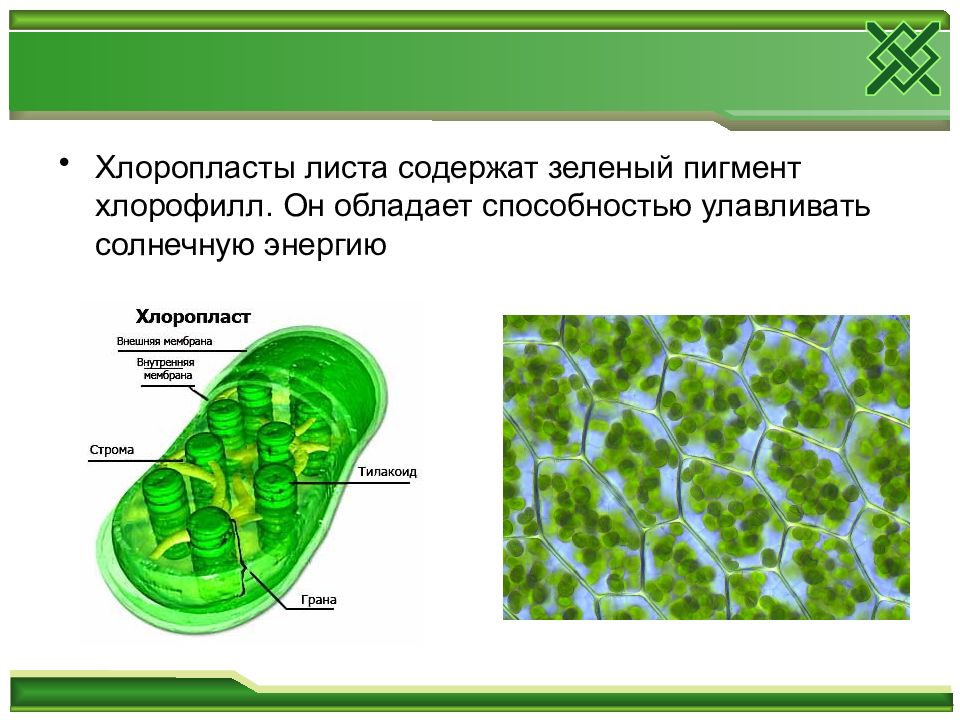 Гдз: биология 5-6 класс пасечник, суматохин, калинова, гапонюк - учебник