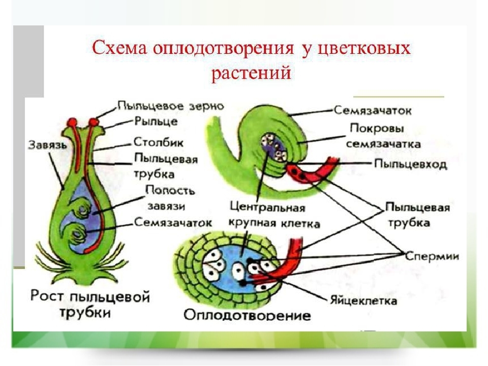 Гдз биология 5-6 класс пасечник, суматохин, калинова, гапонюк - учебник