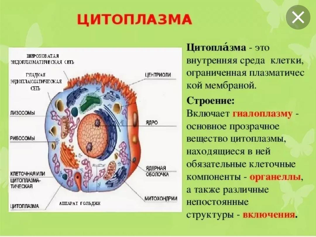 Гдз биология 5-6 класс пасечник, суматохин, калинова, гапонюк - учебник
